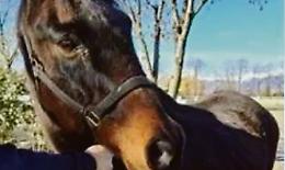 Non può mantenere il cavallo e lo abbandona in campagna