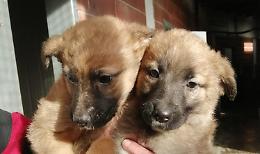 Sei cuccioli di pastore belga Malinois abbandonati dentro a un container