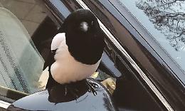 La gazza che ama le coccole ma fa “litigare” il quartiere