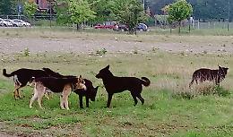 Un canile per ospitare i randagi al posto del vecchio campo rom