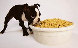 Dalla zona notte alle ciotole del cibo: come dividere casa con Micio e Fido