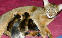 Il pericolo mastite per Micio e Fido: una patologia da non sottovalutare