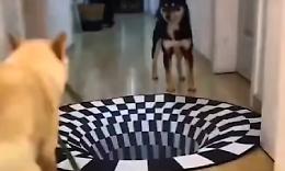 Cani e gatti alle prese con l'illusione ottica del tappeto