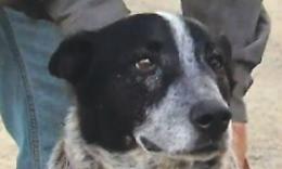 Bimba di 5 anni sparisce da casa: trovata dal cane lungo i binari