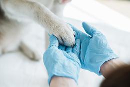 A Santa Rita un ambulatorio veterinario da 25 anni al servizio dei nostri amici animali