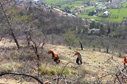 Arrivano novantamila nuove piante sulle montagne bruciate dai piromani