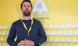 Pannelli solari al posto del grano: «Il Comune blocchi il progetto e difenda i campi»