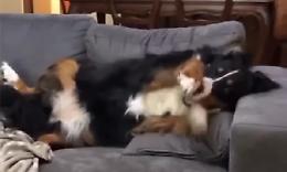 Il padrone coccola un altro, il cane è geloso: guardate la reazione!