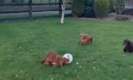 E' il cane di Messi? Palla al piede, salta tutti come birilli