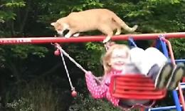Il gatto maldestro: perde l'equilibrio e centra la bimba sull'altalena