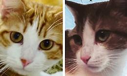 «Hanno rapito i miei gatti»: 10mila euro per chi li ritrova

