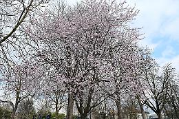 A Torino è già primavera: ecco le foto degli alberi in fiore (Gallery)