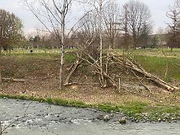 Pellerina, ecco perchè vengono abbattutti gli alberi lungo la Dora