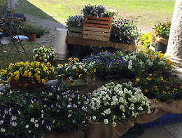 Fiori, formaggi, street food e vino: ecco cosa fare a Torino e dintorni nel weekend