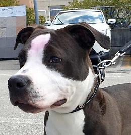 Un'altra aggressione in casa ma il cagnolino della vittima "arresta" il truffatore violento