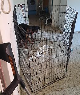 Cani rottweiler nella casa-lager in mezzo alle feci, salvati dai carabinieri