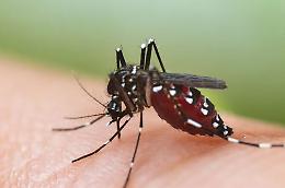 La Febbre del Nilo fa dieci morti. E dall'Africa arriva il virus Usutu