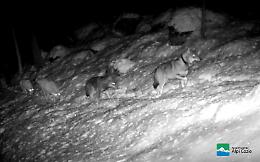 Lupi incrociati con i cani, caccia al branco in Valle di Susa