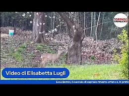 Bambi adottato da una scuola ora cerca casa