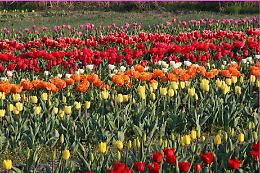 Tuliparty, uno spettacolo di colori