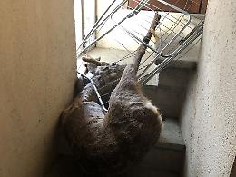 Salvato un capriolo incastrato in uno stendibiancheria