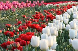 Benvenuti al Tuliparty: il parco dei tulipani a Pianezza, Torino