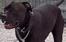 Rapiscono il pitbull per farlo combattere ma il padrone lo salva