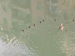 Dopo gli avvelenamenti, tornano le anatre sulle sponde del fiume - IL VIDEO