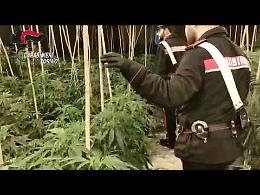 In un capannone coltivavano la marijuana venduta in tutto il Canavese (Le immagini shock della piantagione)