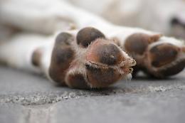 Incidente drammatico a Torino: un cane morto e quattro feriti