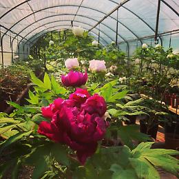 Lo spettacolo delle Peonie in Fiore