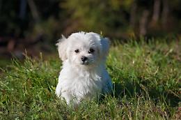 Giornata di beneficenza al canile di Sant'Antonino di Susa: visita, lezione di fitness e gelato artigianale per sostenere gli animali