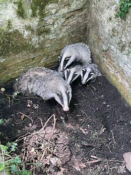 Mamma tasso e i suoi cuccioli salvati dai vigili del fuoco