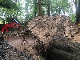 Cade un albero accanto ai giochi dei bimbi, chiuso il parco MIchelotti