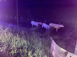 Mucche in fuga per il temporale a Savonera: tre incidenti e caos in tangenziale