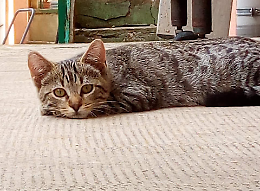 Gattina uccisa a fucilate: è caccia all'assassino di Luna