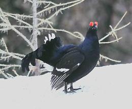 Nidificazione del Gallo Forcello, aree protette in alcuni pascoli