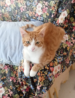 Elias, un gatto in lutto: la sua mamma umana è morta e lui ha bisogno di una famiglia