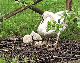 Vergognoso furto al parco, ladri rubano due cuccioli di cigno