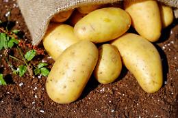 Sagra della patata a Ceretti: un'estate di tradizione, musica e delizie culinarie