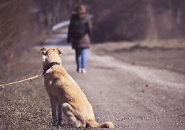 Il cucciolo marrone