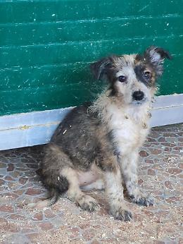 Salva diciotto cuccioli nella cascina lager e viene presa a calci