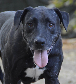 Aron, l'adorabile cagnolone dal passato difficile in cerca di una nuova vita