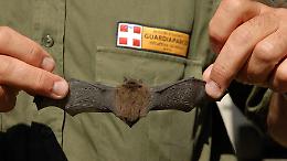 Va in soffitta e viene attaccata e morsicata da un pipistrello