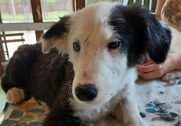 L'appello disperato del rifugio: «Aiutateci a salvare questi 14 cani malati»