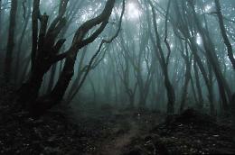 Urla e lamenti dal bosco durante le notti. Ricerche senza sosta dei soccorritori