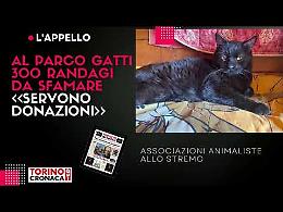 Lo straziante appello delle volontarie del parco gatti: «Abbiamo 300 randagi da sfamare, servono cibo e donazioni»