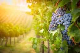 Cena in Vigna 2023: degustazioni sotto le stelle nei vigneti delle Langhe