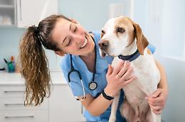 Cure gratis per i cani in Piemonte, ecco dove portare gli animali