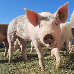 Crisi climatica: milioni di animali muoiono durante allagamenti e inondazioni